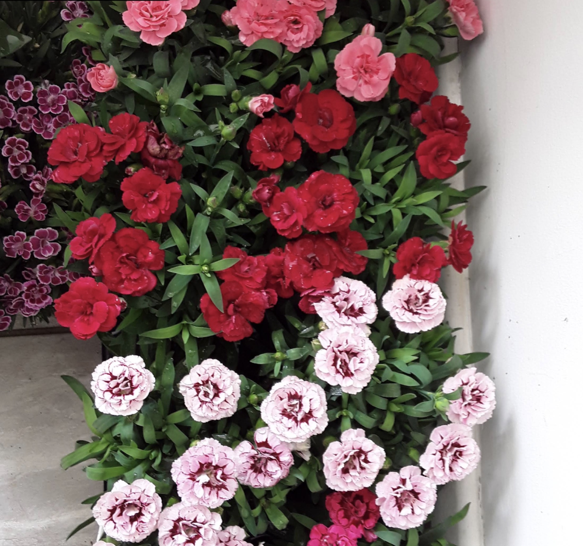 Carnation plants on display